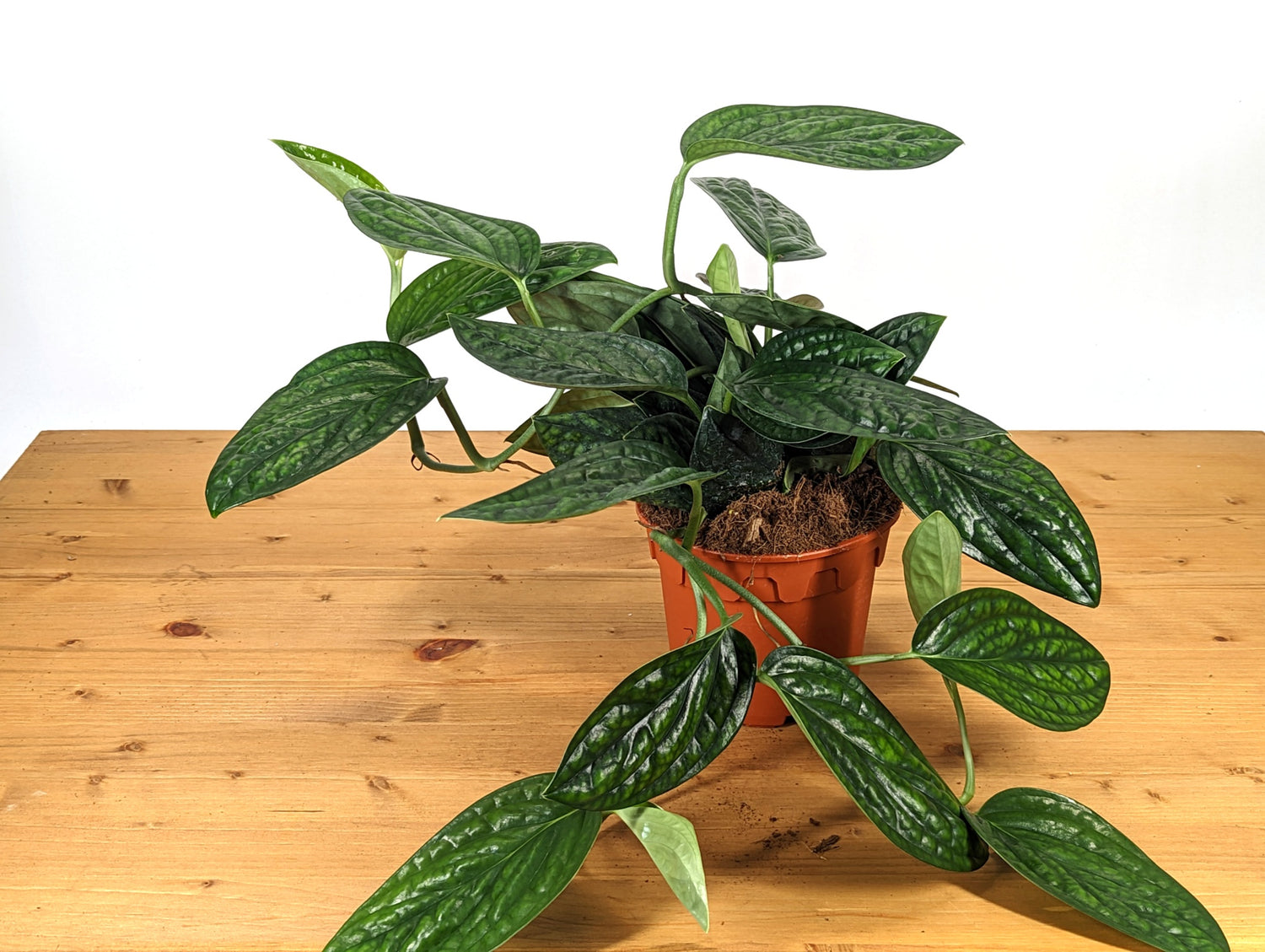 Monstera Peru