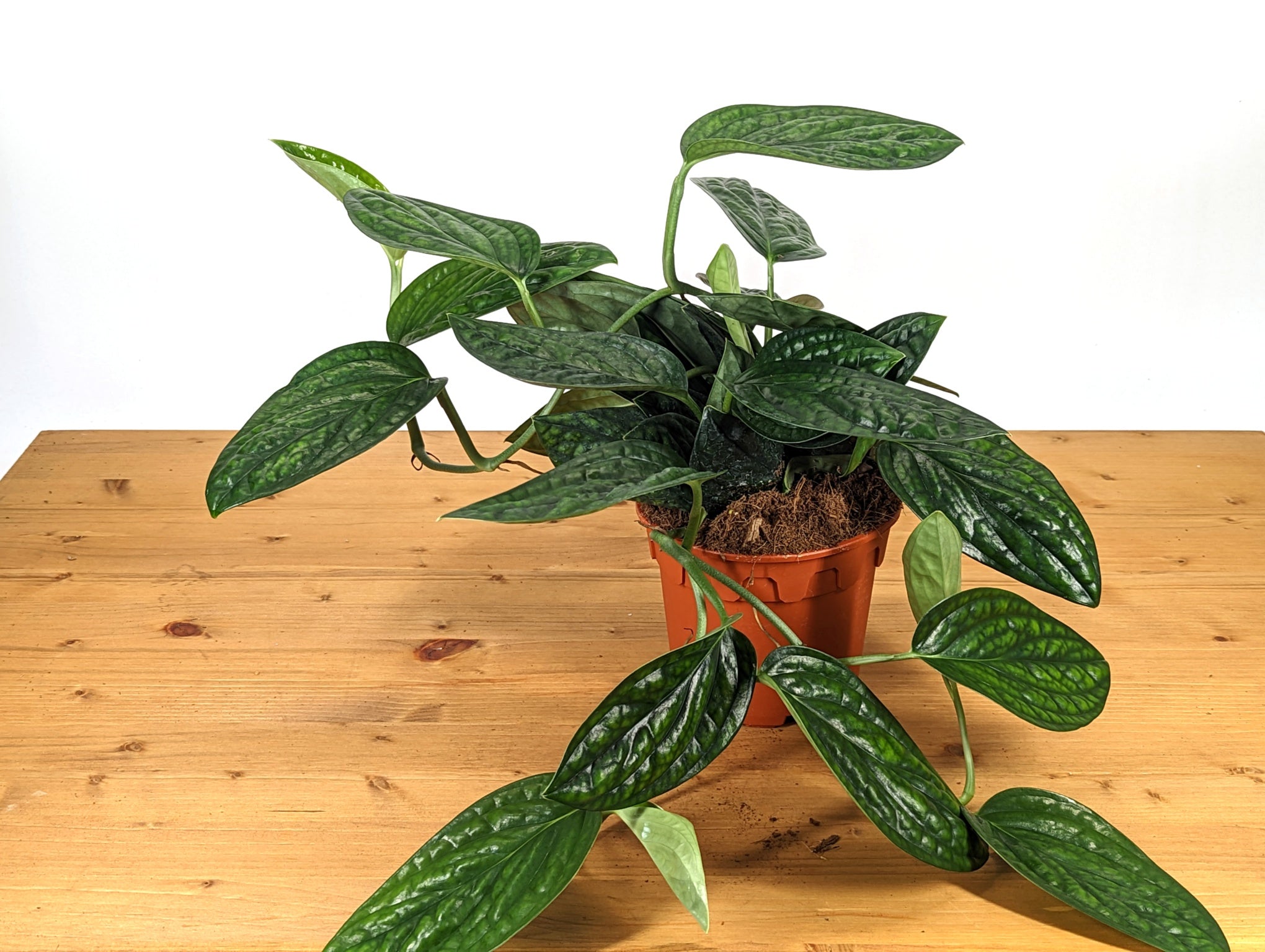 Monstera Peru
