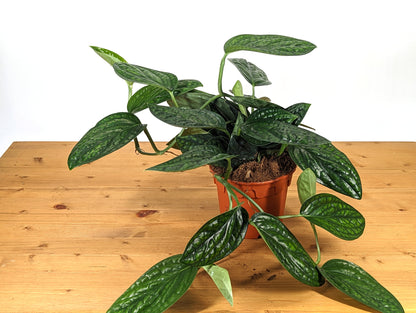 Monstera Peru