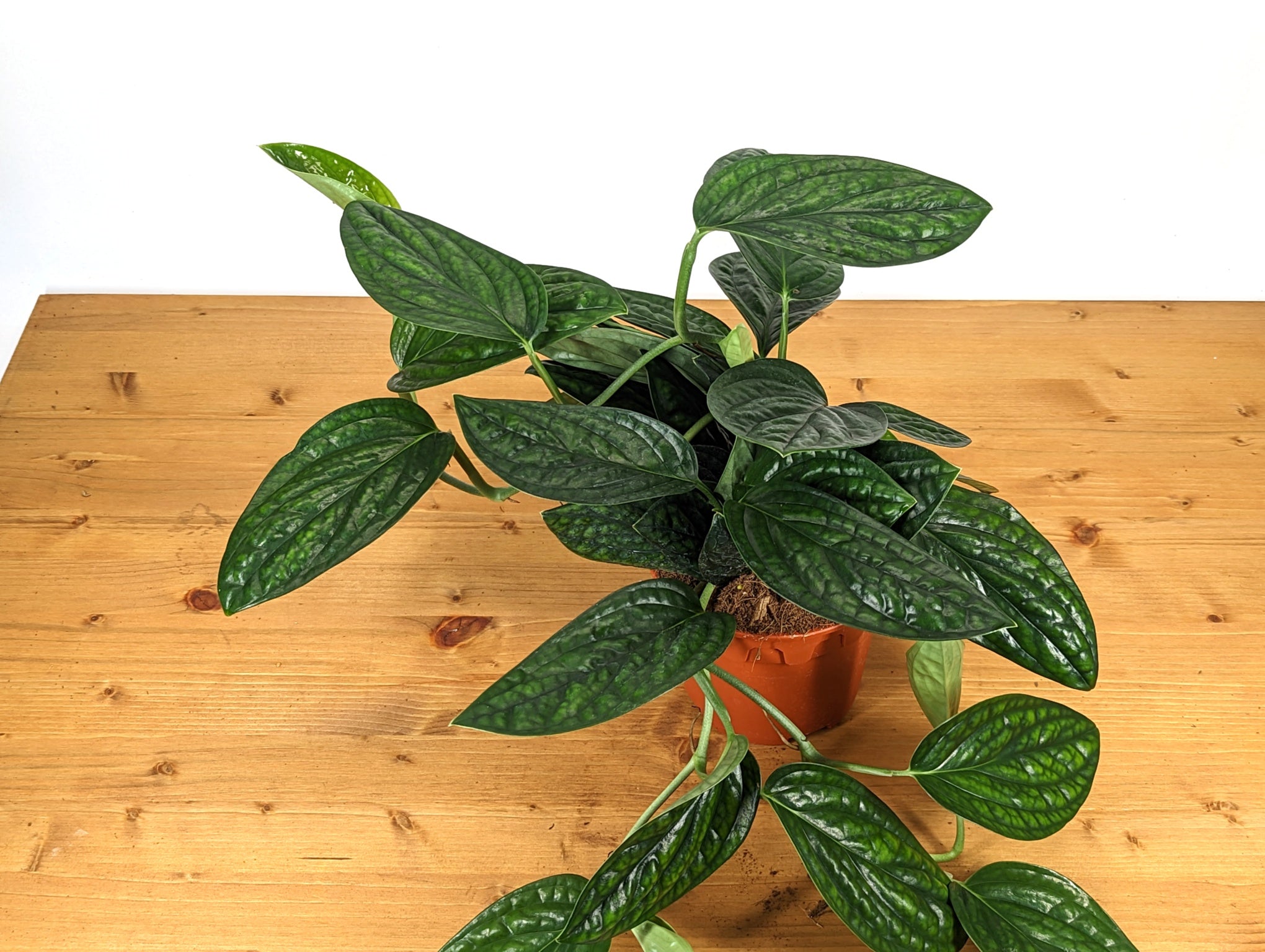 Monstera Peru