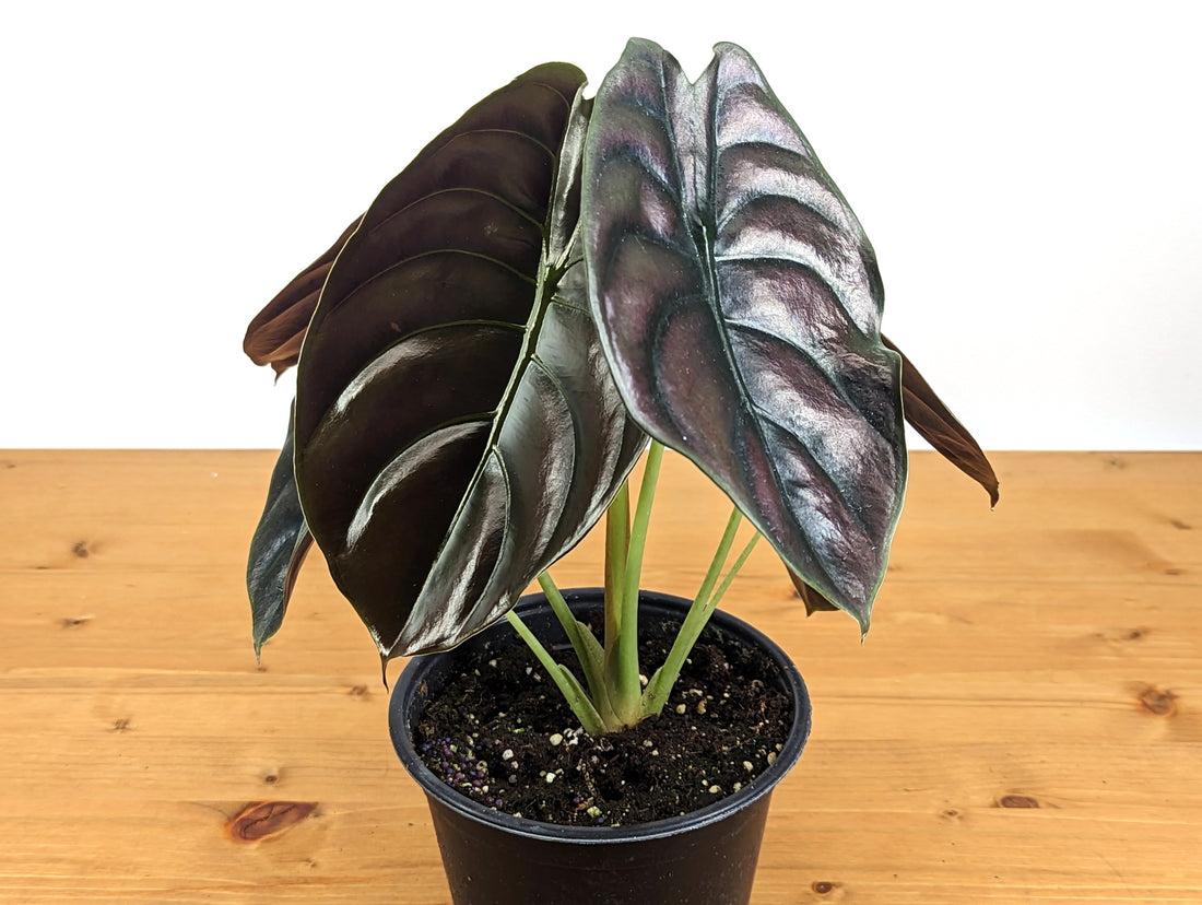 Alocasia cuprea Red Secret