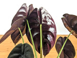 Alocasia cuprea Red Secret