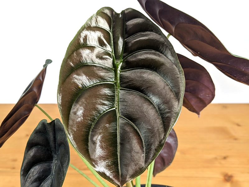 Alocasia cuprea Red Secret