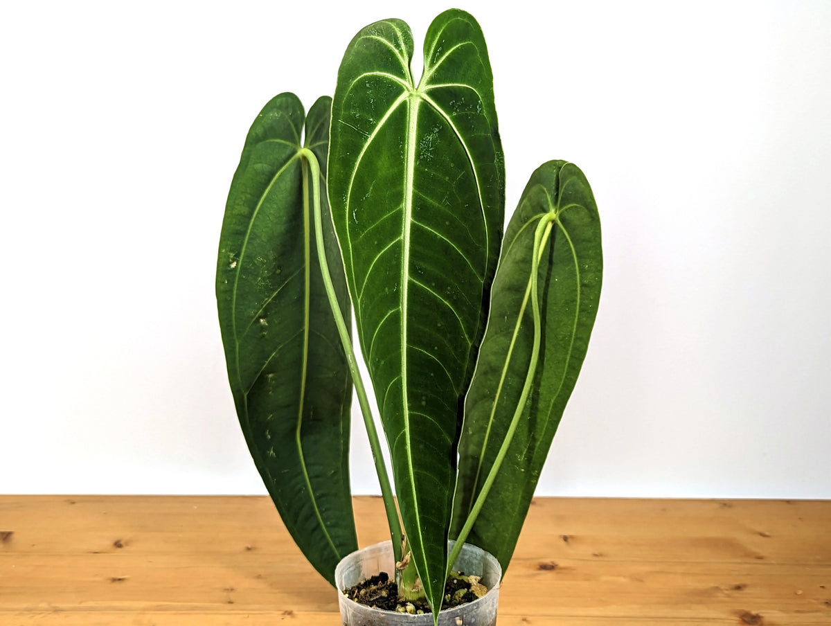 Anthurium Warocqueanum 'Queen'