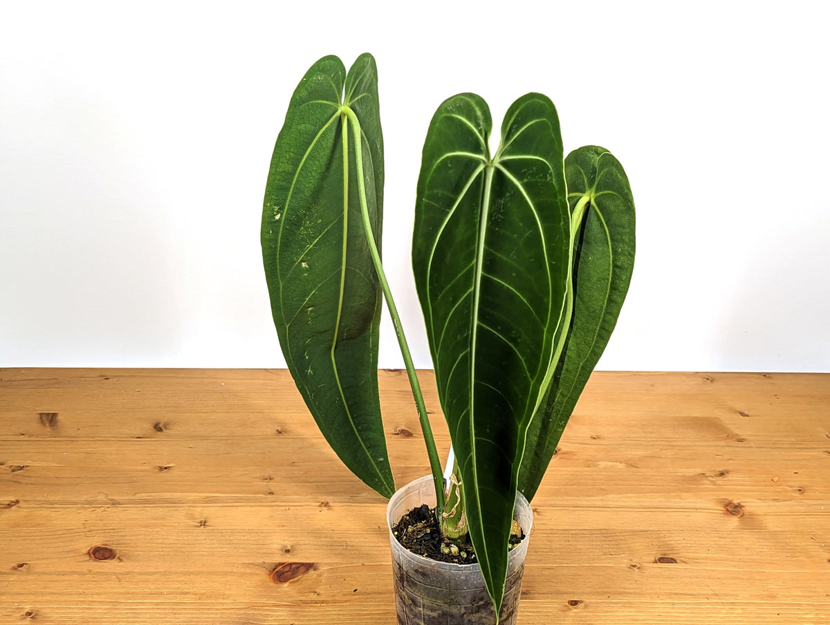 Anthurium Warocqueanum 'Queen'