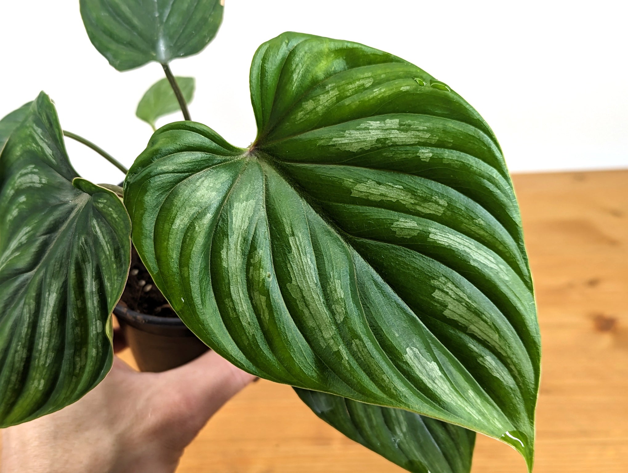 Philodendron Plowmanii