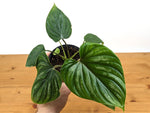 Philodendron Plowmanii