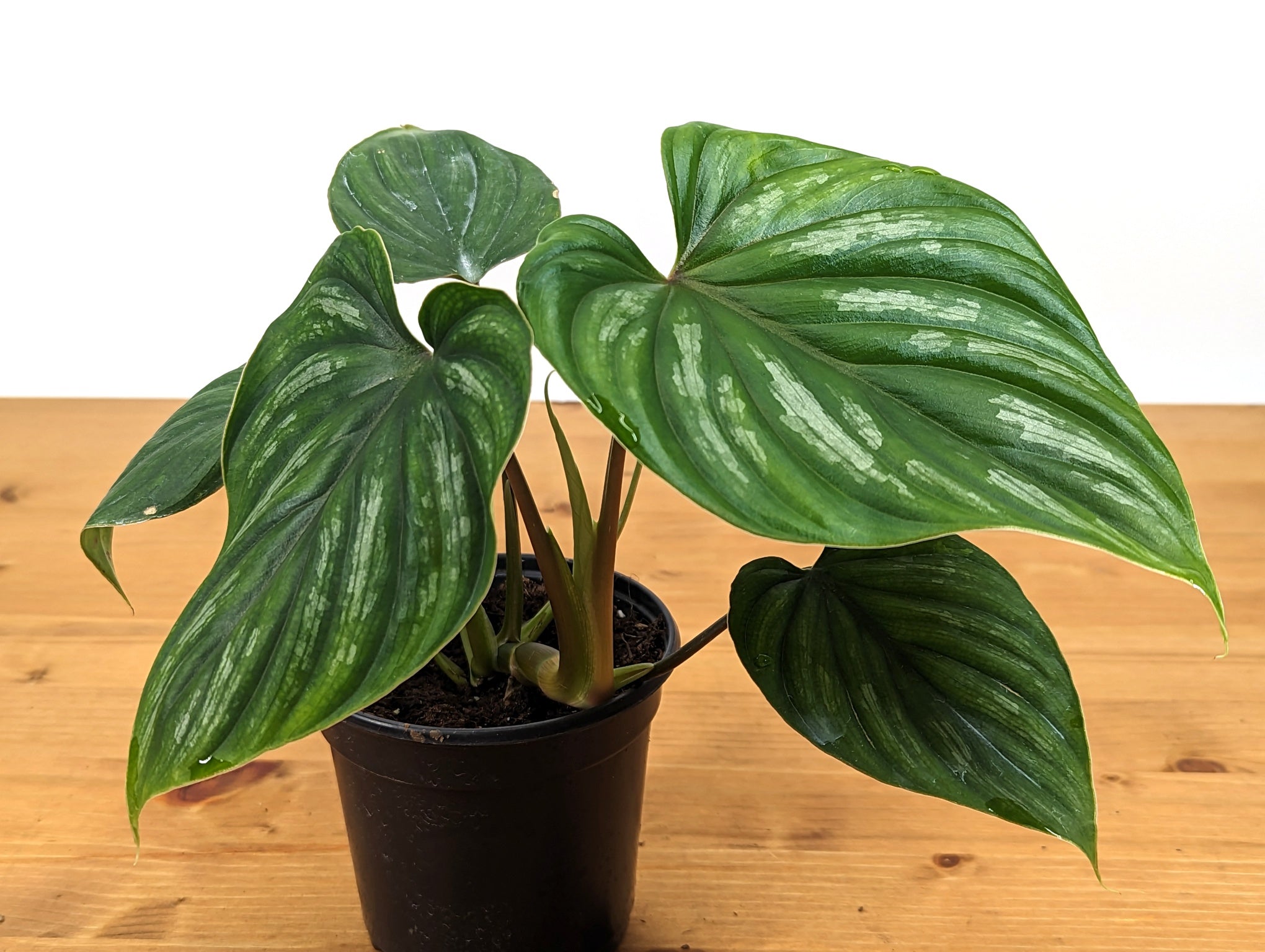 Philodendron Plowmanii