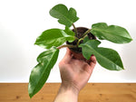 Philodendron Squamiferum
