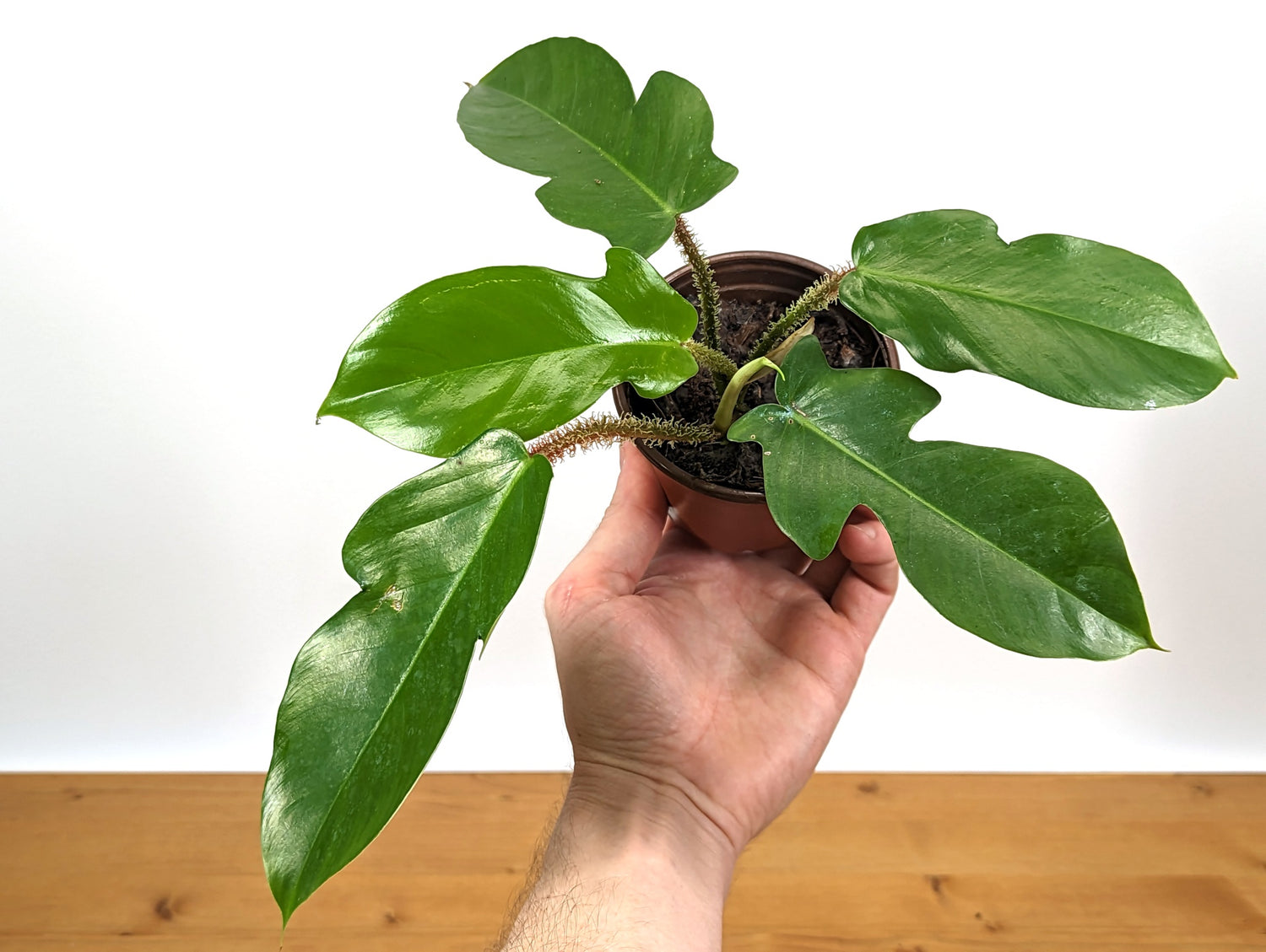 Philodendron Squamiferum