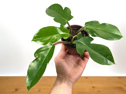 Philodendron Squamiferum