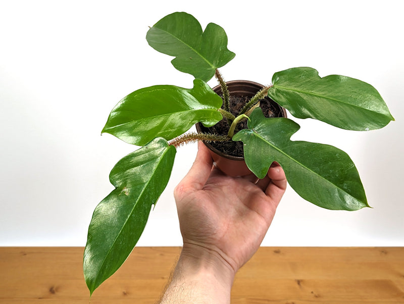 Philodendron Squamiferum