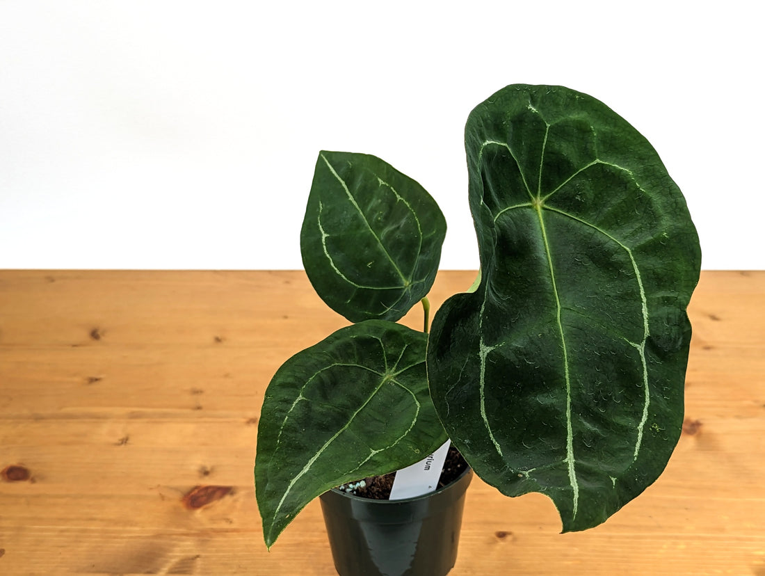 Anthurium Forgetii White Stripes