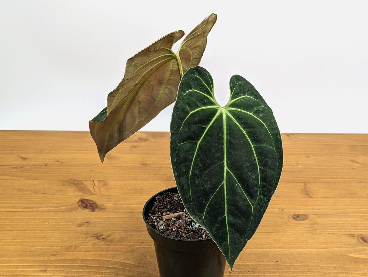 Anthurium Besseae