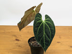 Anthurium Besseae
