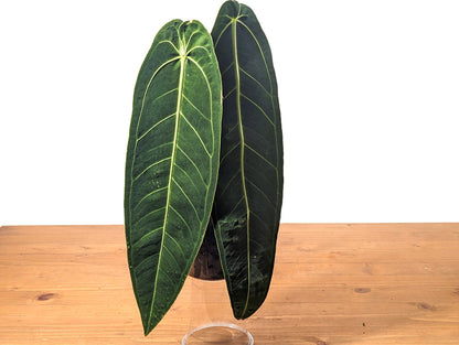 Anthurium Warocqueanum &