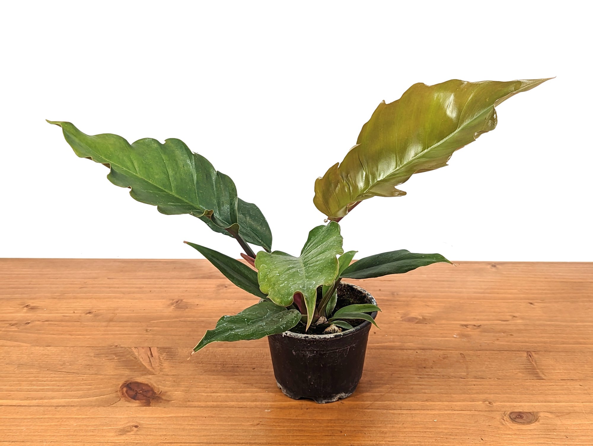 Philodendron Pluto Choco Empress