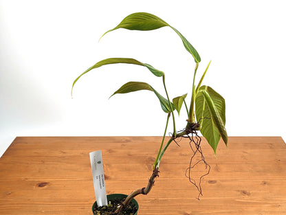 Philodendron Heterocraspedon