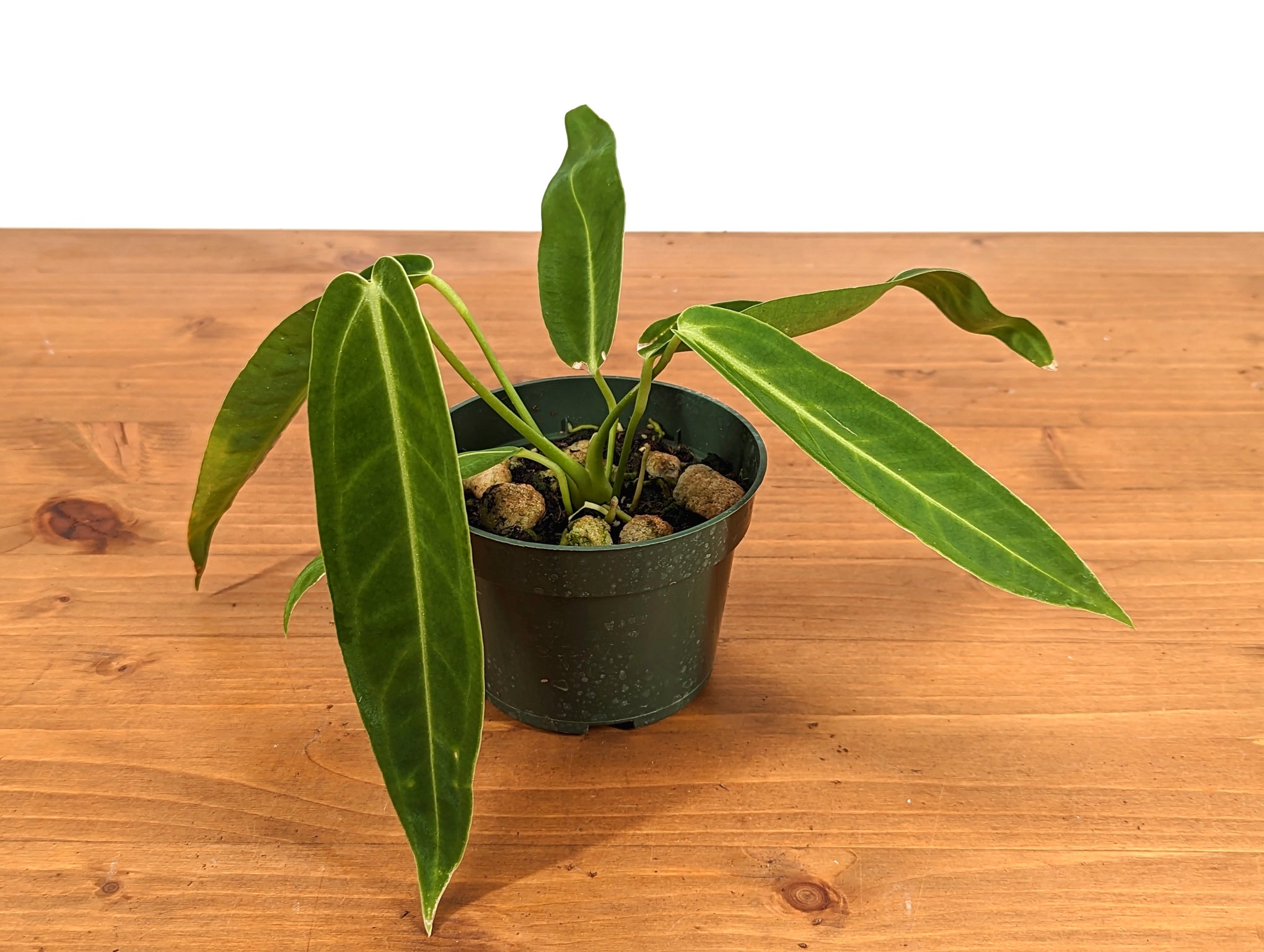 Anthurium Warocqueanum &