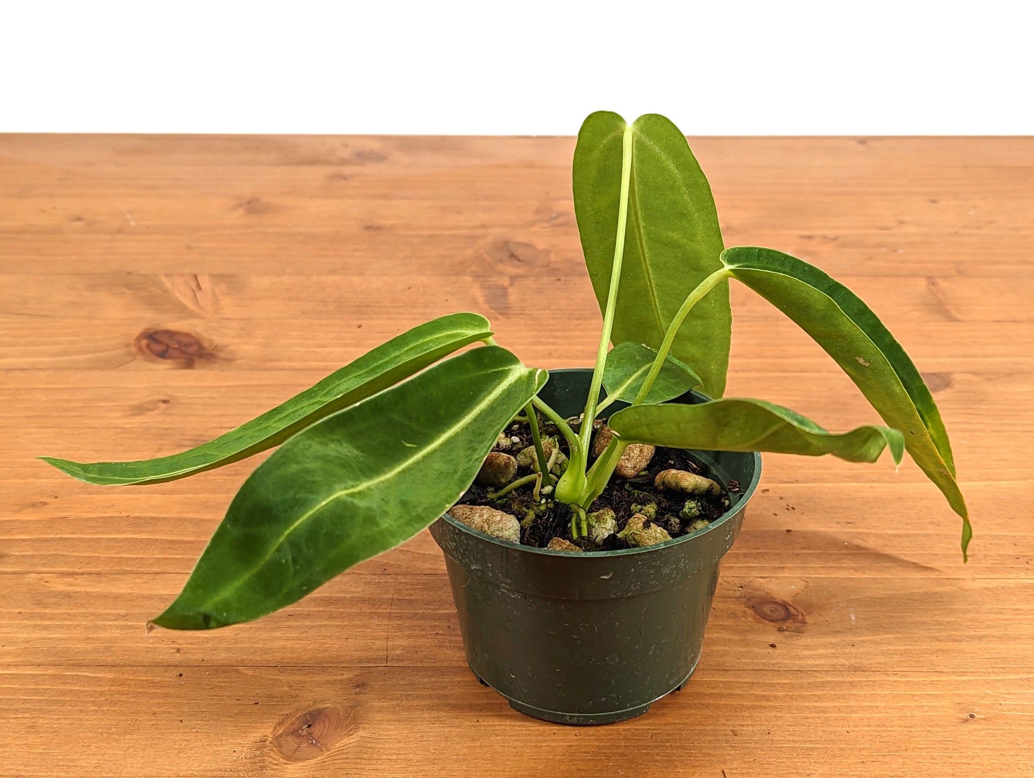 Anthurium Warocqueanum &