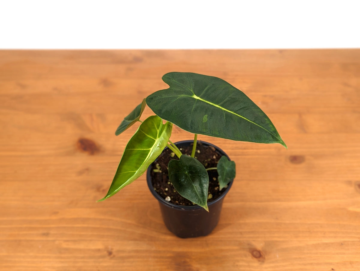 Alocasia Frydek