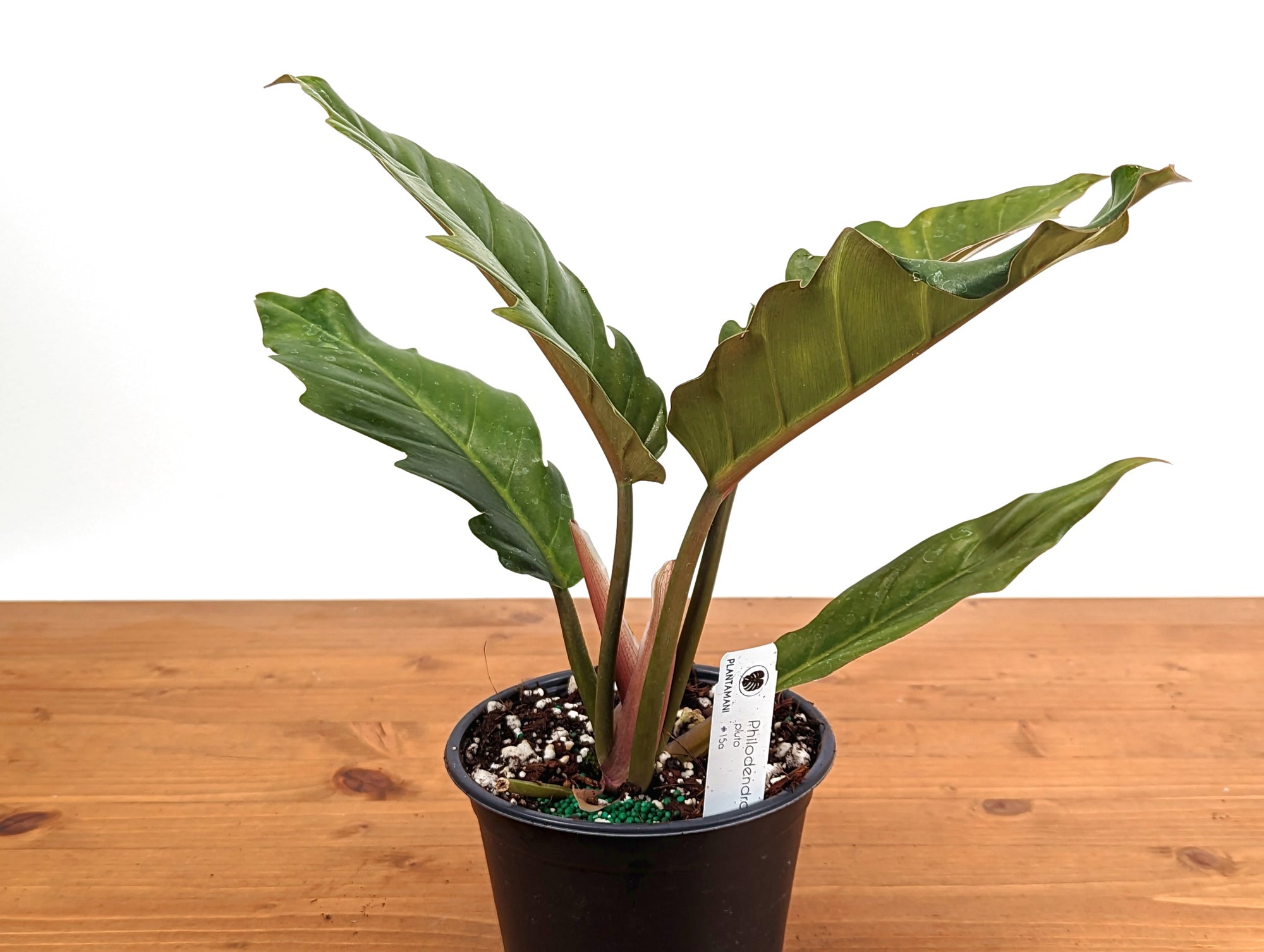 Philodendron Pluto Choco Empress