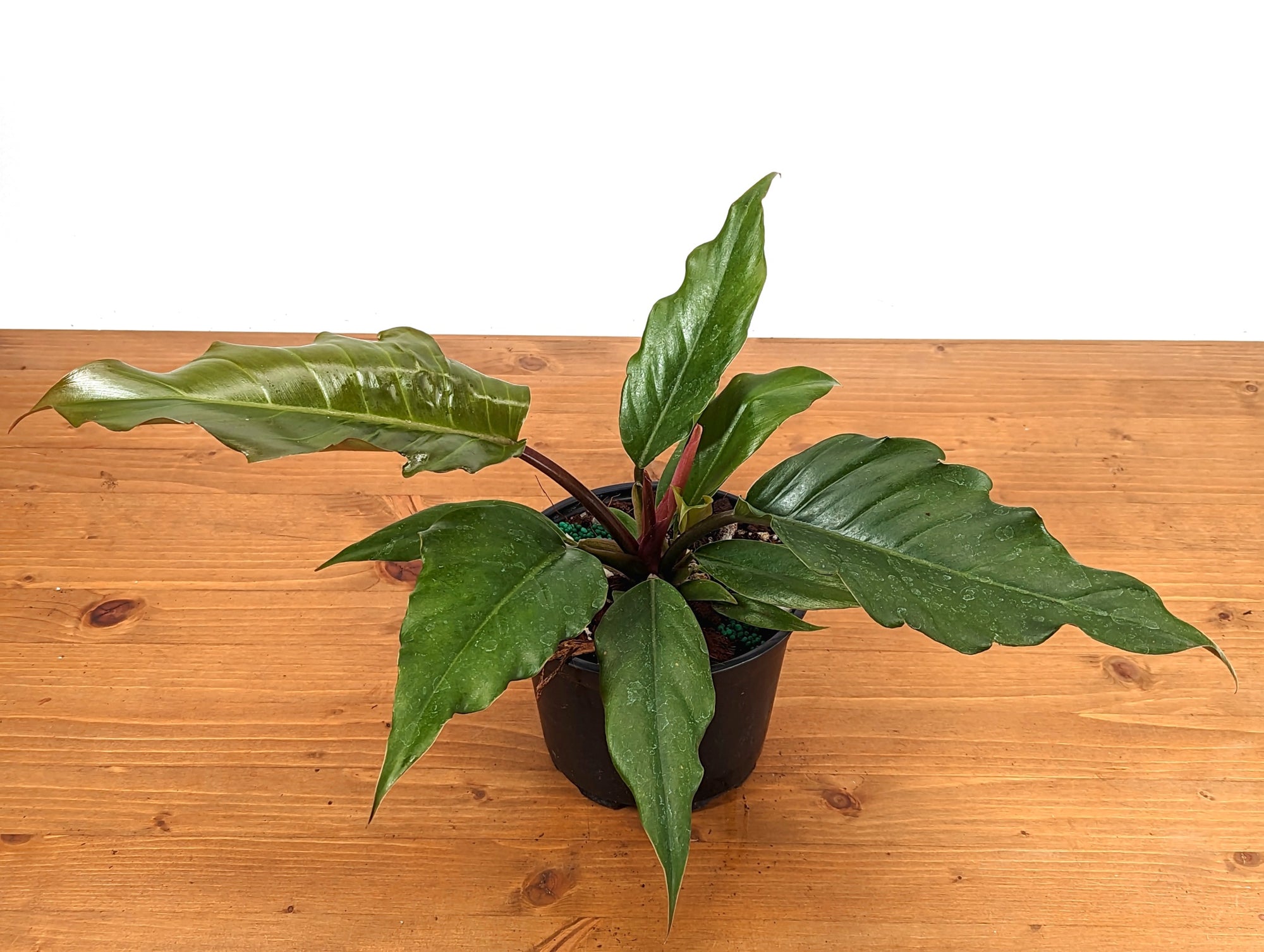 Philodendron Pluto Choco Empress