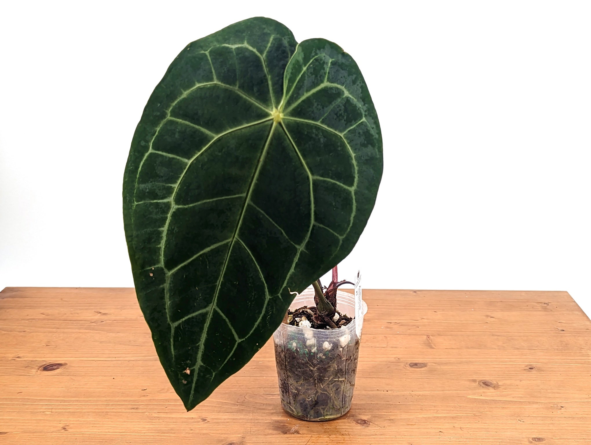 Anthurium Crystallinum x Magnificum