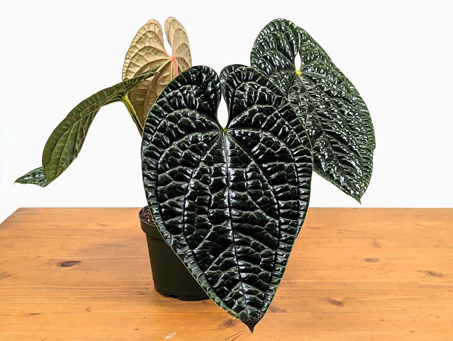 Anthurium Luxurians