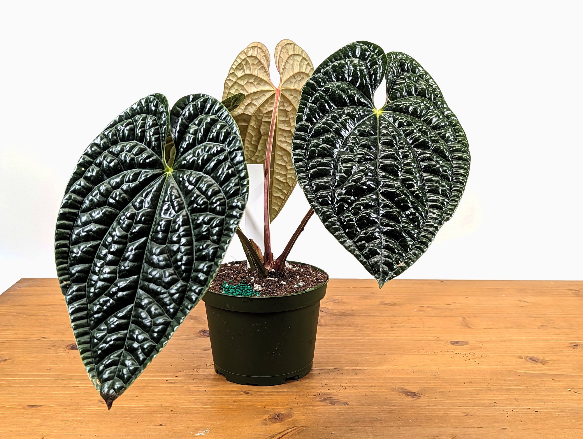 anthurium luxurians seeds Anthurium Luxurians