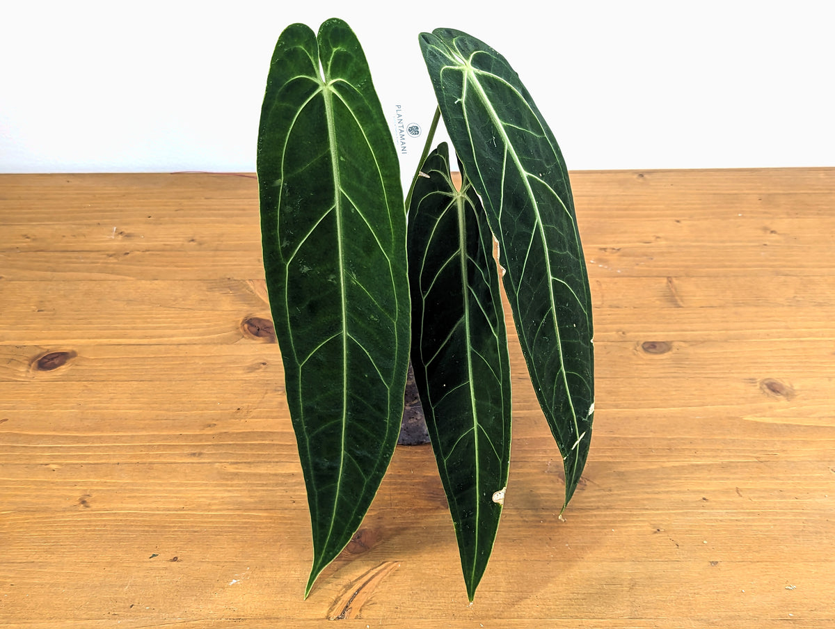 Anthurium Warocqueanum 'Queen'