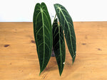 Anthurium Warocqueanum 'Queen'