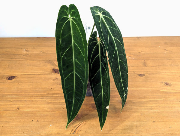 Anthurium Warocqueanum 'Queen'