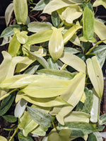 Philodendron Florida Ghost Mint