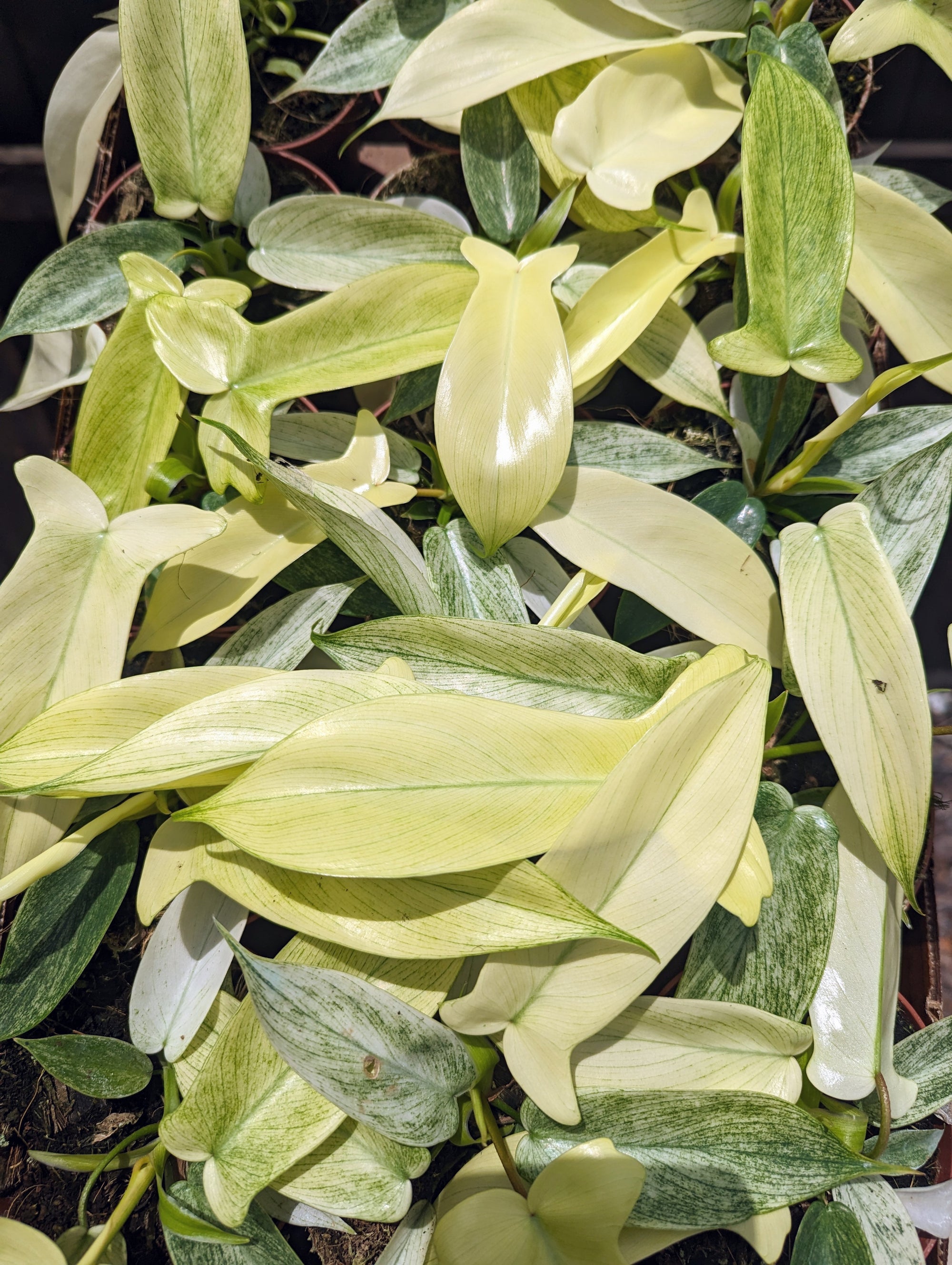 philodendron florida mint Florida Ghost Philodendron - 1 Live Plant in a 4 Inch Pot - Philodendron Pedatum