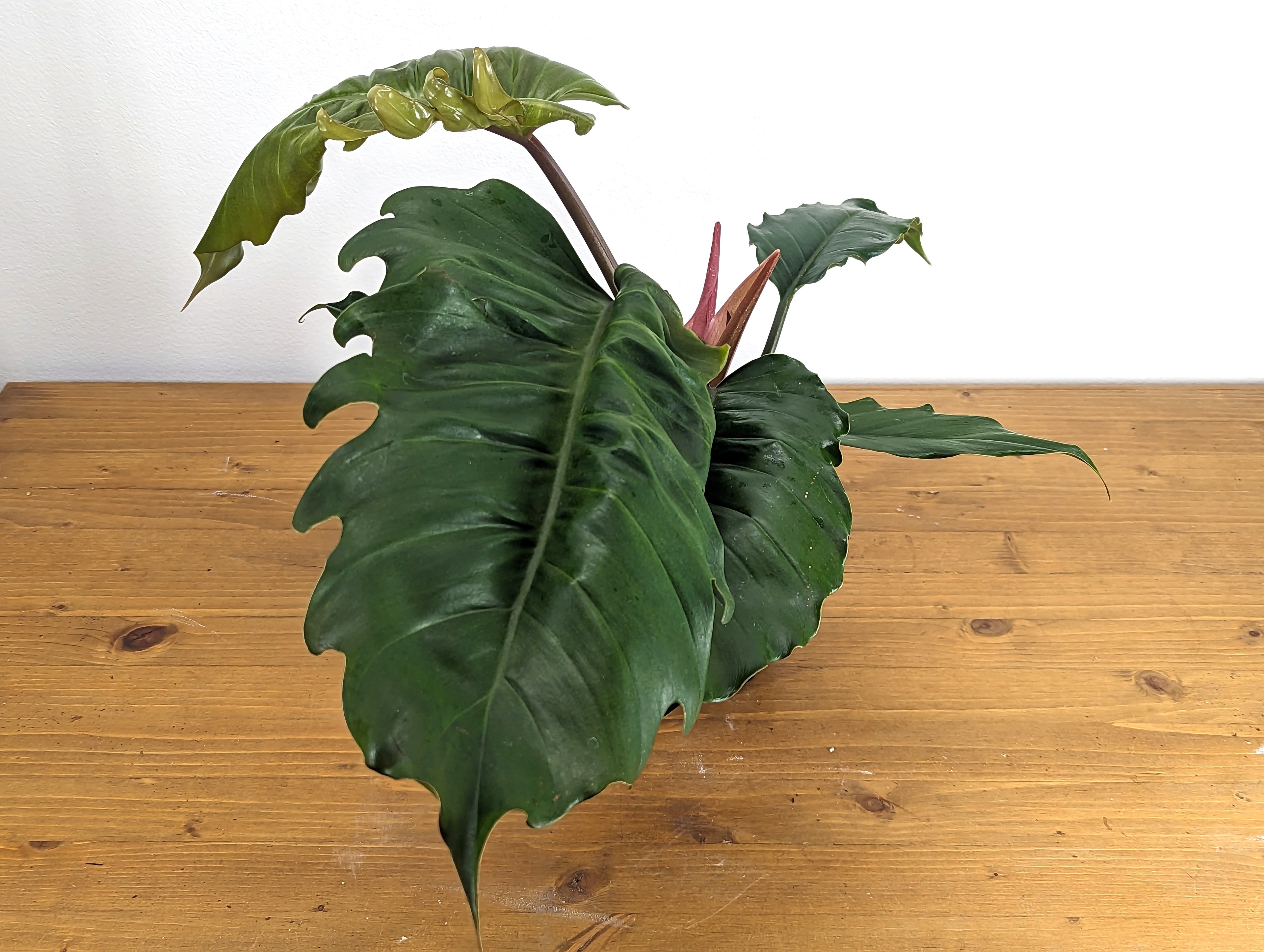 Philodendron Pluto &