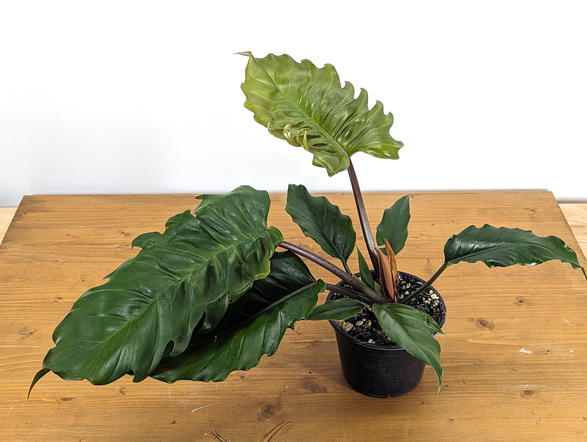 Philodendron Pluto Choco Empress