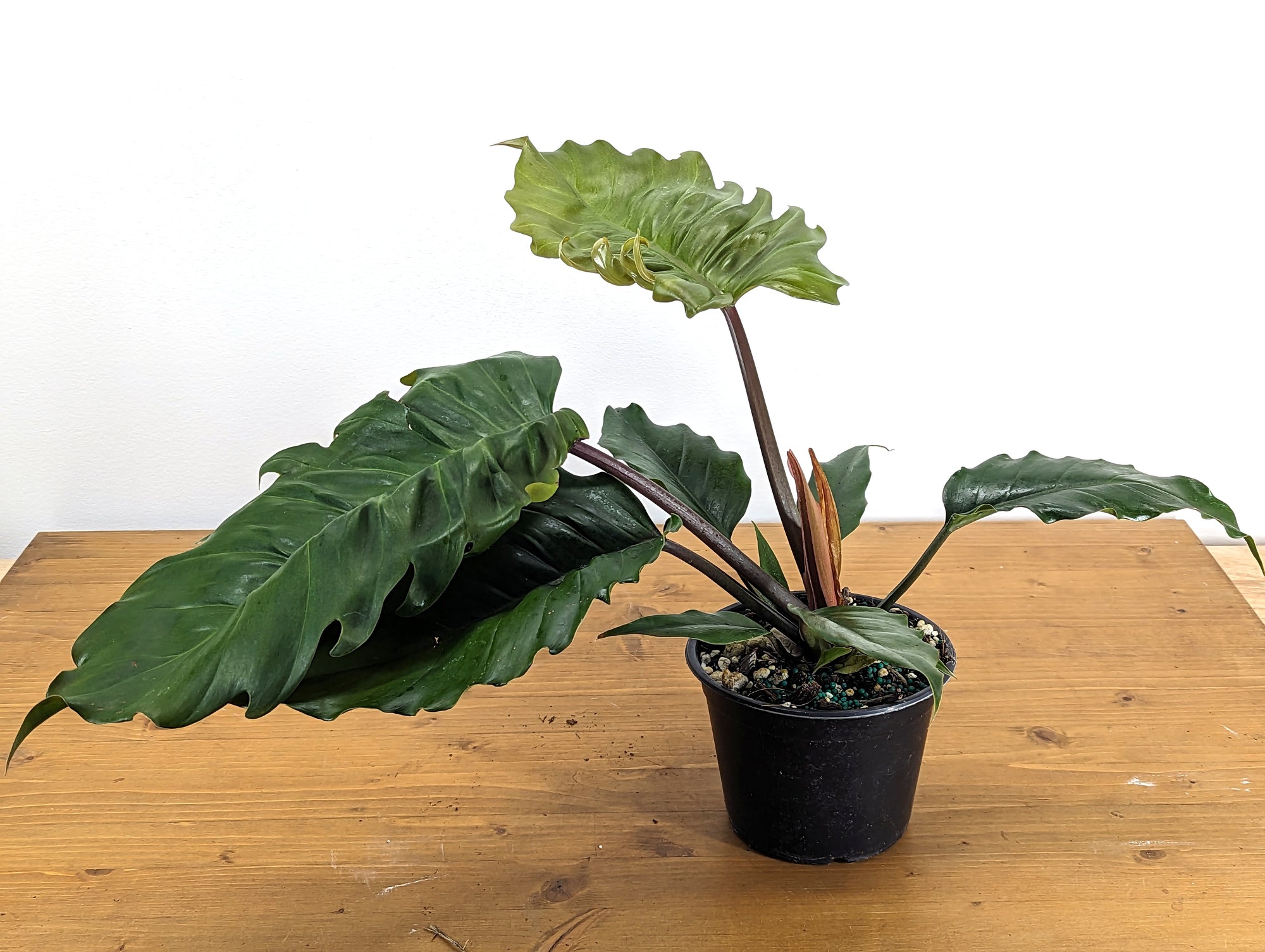 Philodendron Pluto Choco Empress