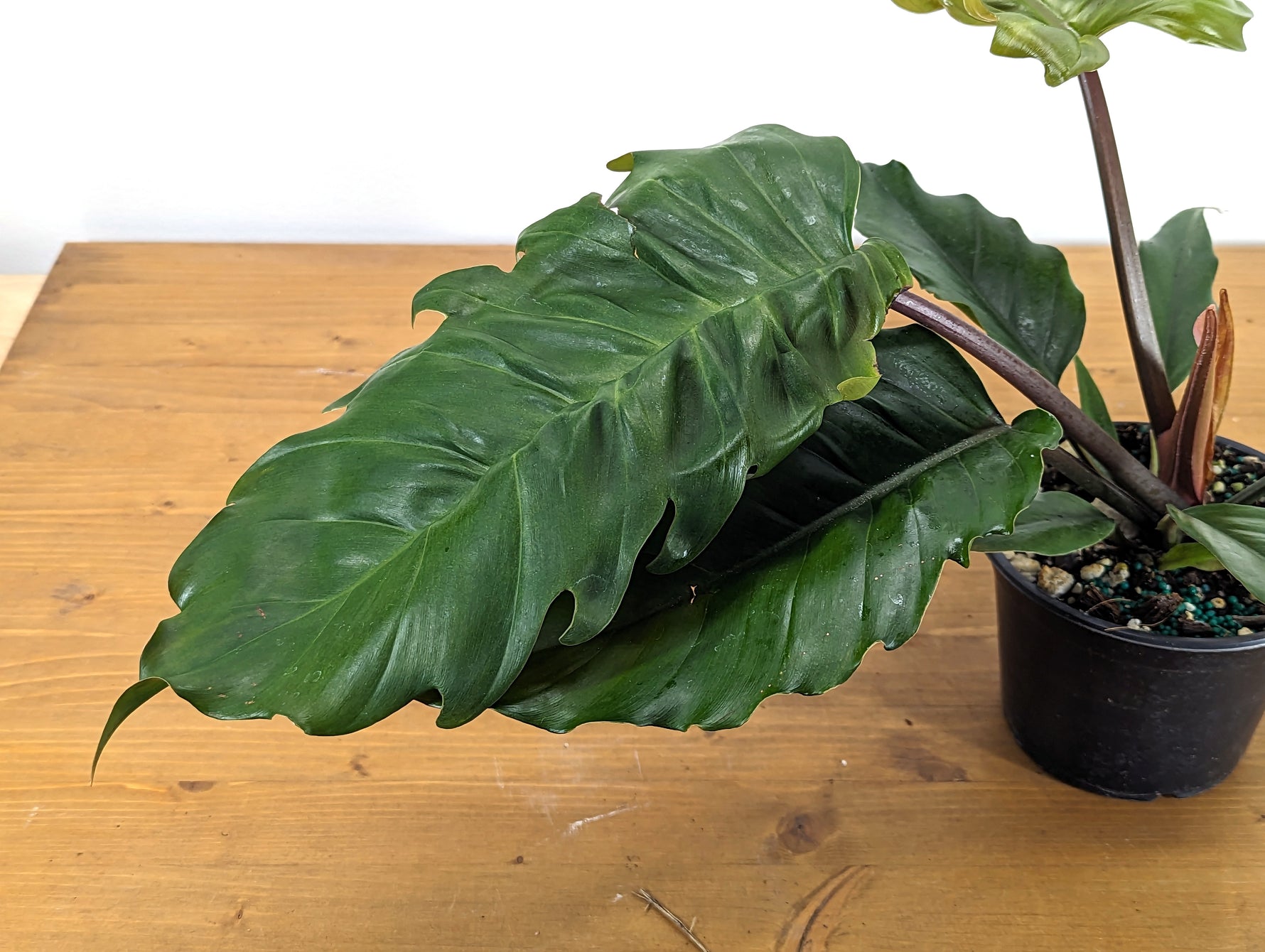 Philodendron Pluto Choco Empress