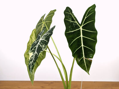 Variegated Alocasia Frydek - Mature &amp; Rooted - Choose Your Exact Plant