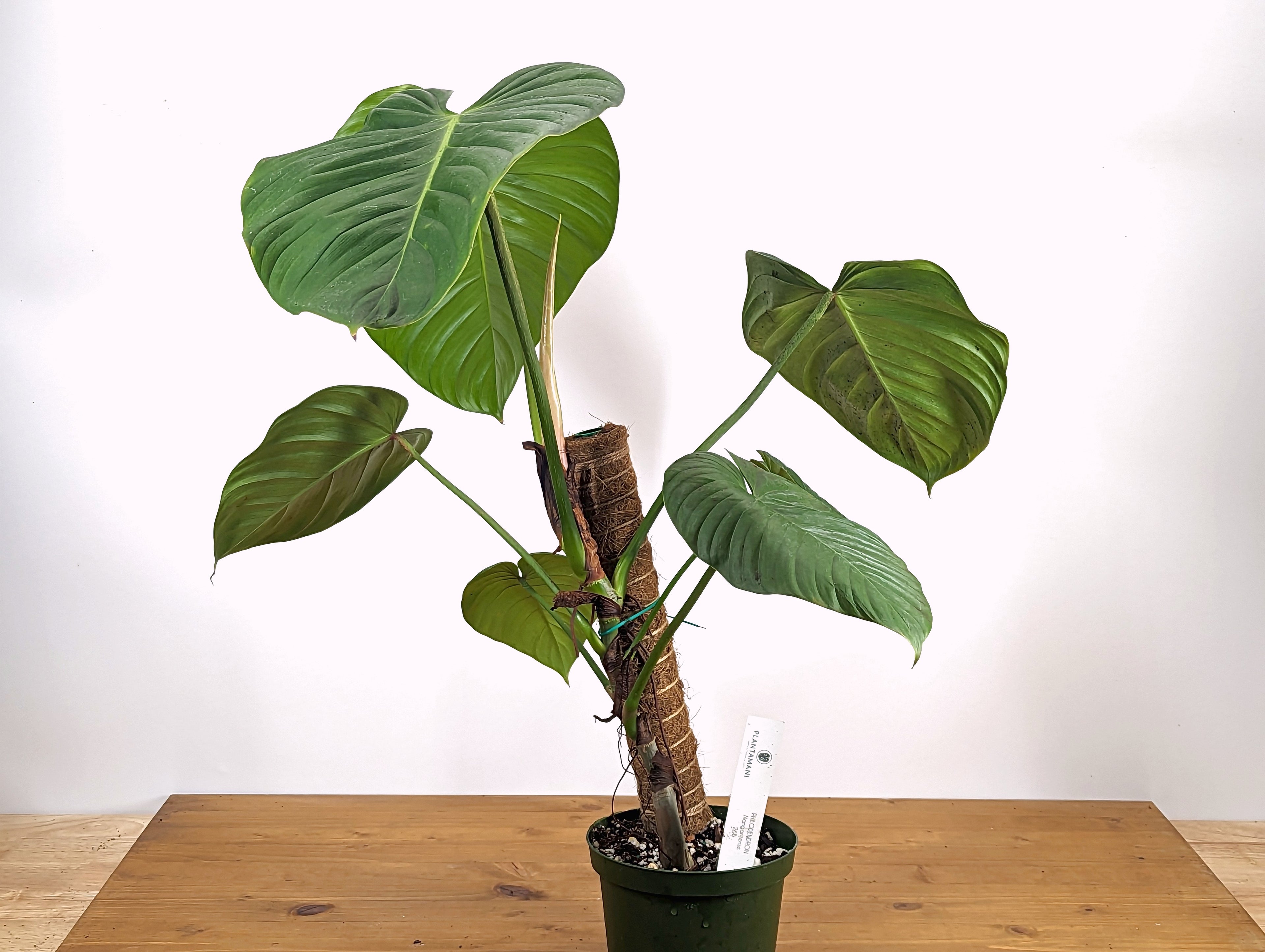 Philodendron nangaritense True Form Plant 6 inch pot 