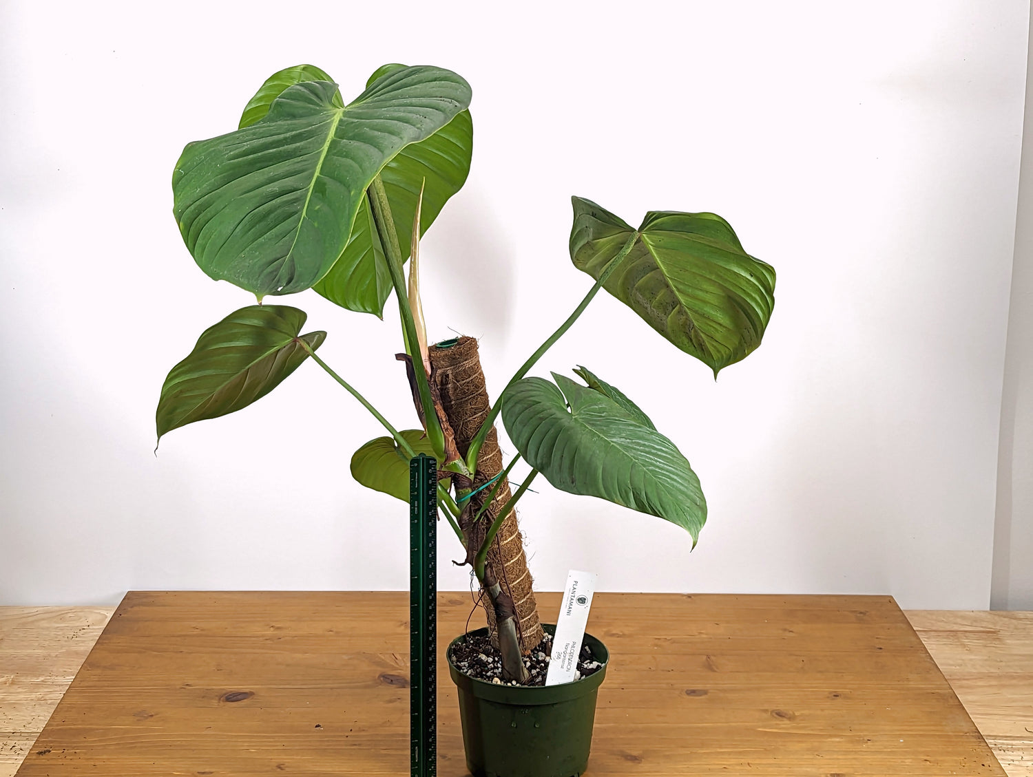 Philodendron nangaritense True Form Plant 6 inch pot 