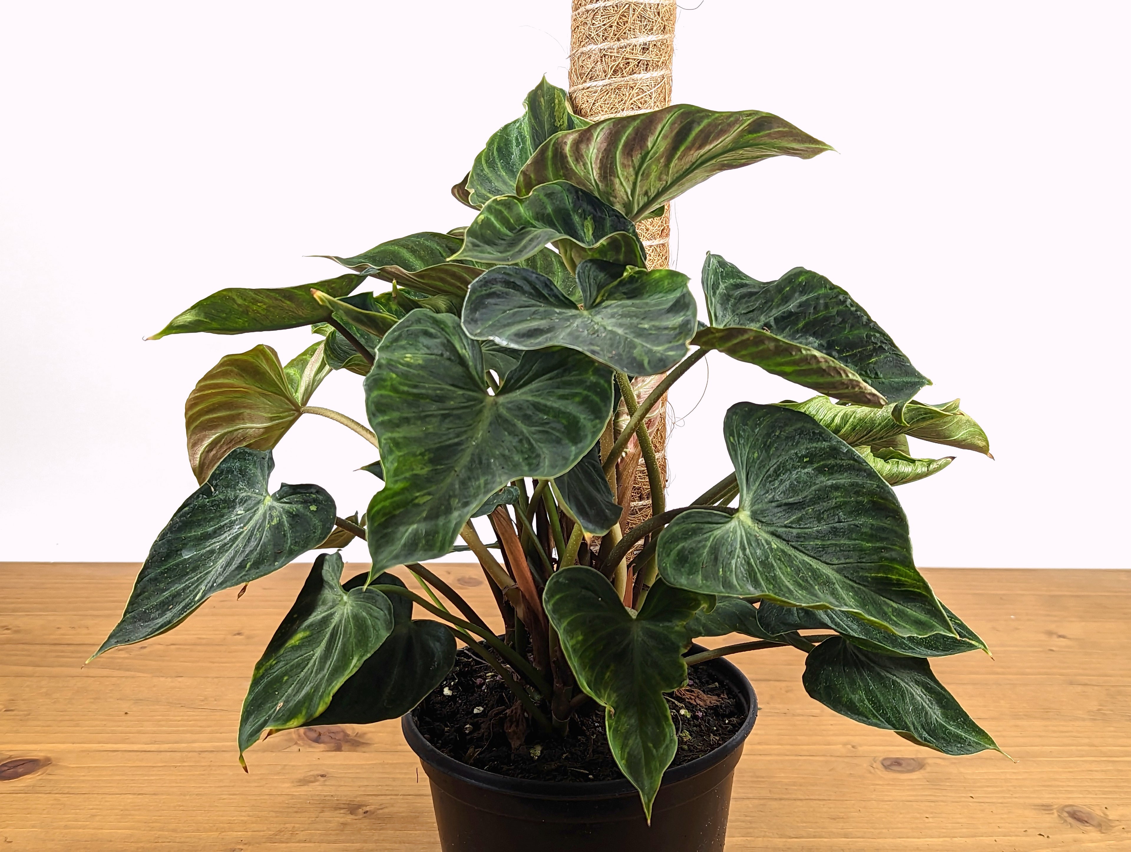 Philodendron Verrucosum Variegated | 6 Inch Pot