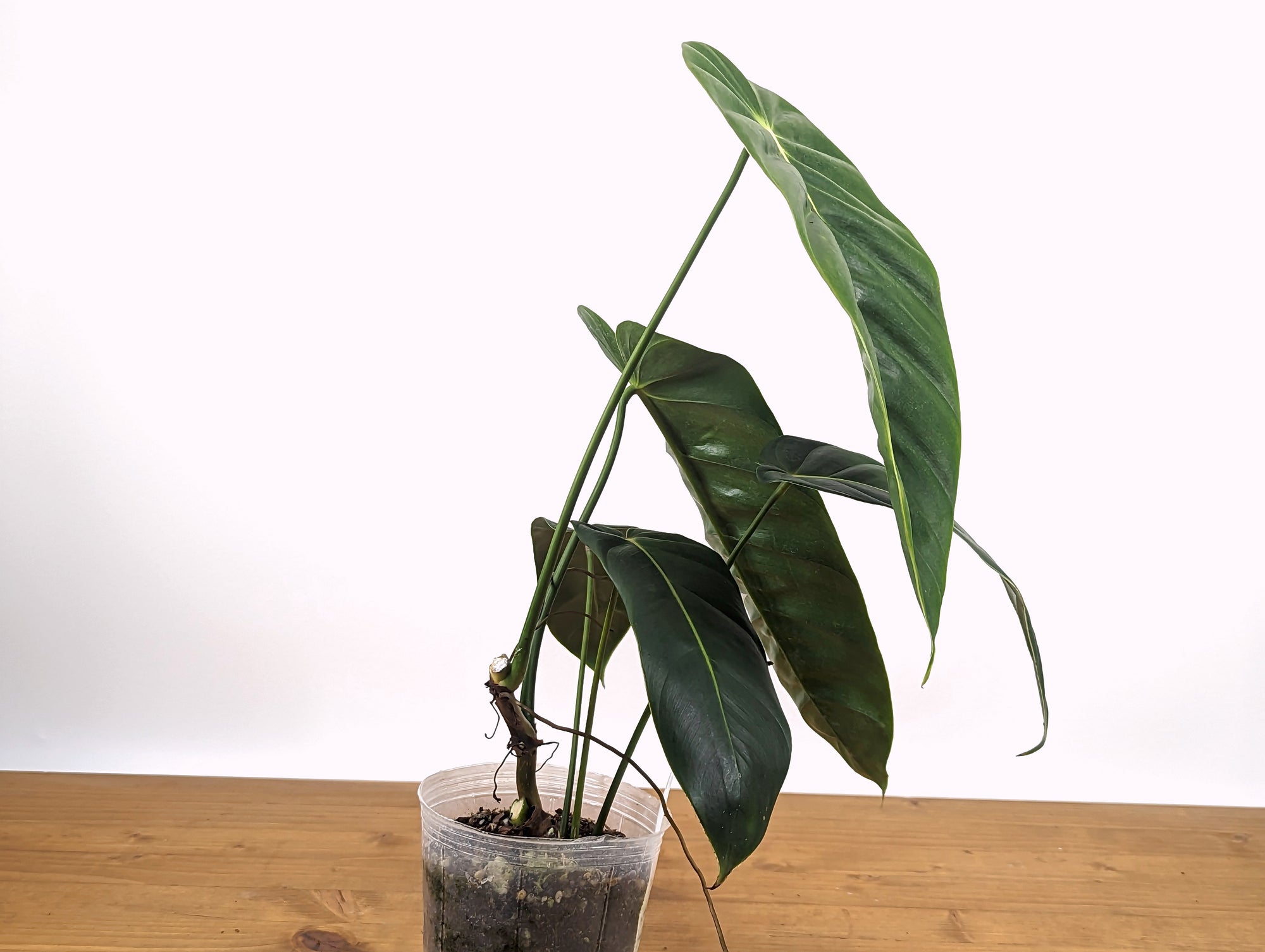 philodendron green sky hort Philodendron Green Sky – Plantamani Plants