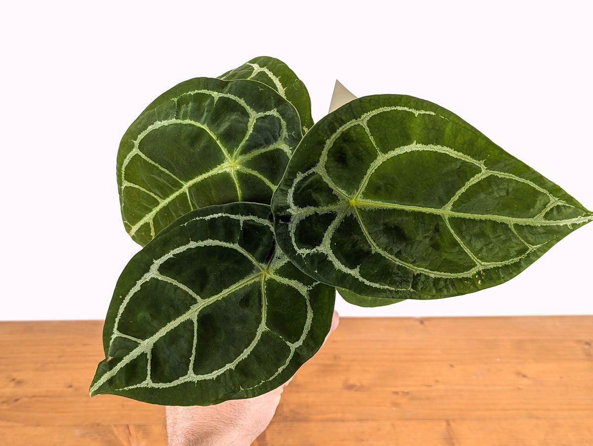 Anthurium Forgetii