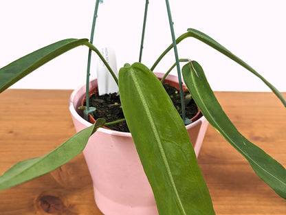 Anthurium pallidiflorum Exact Plant Pictured 