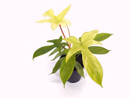 Philodendron Florida Ghost Mint