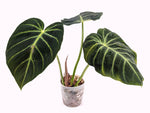Philodendron Luxurians
