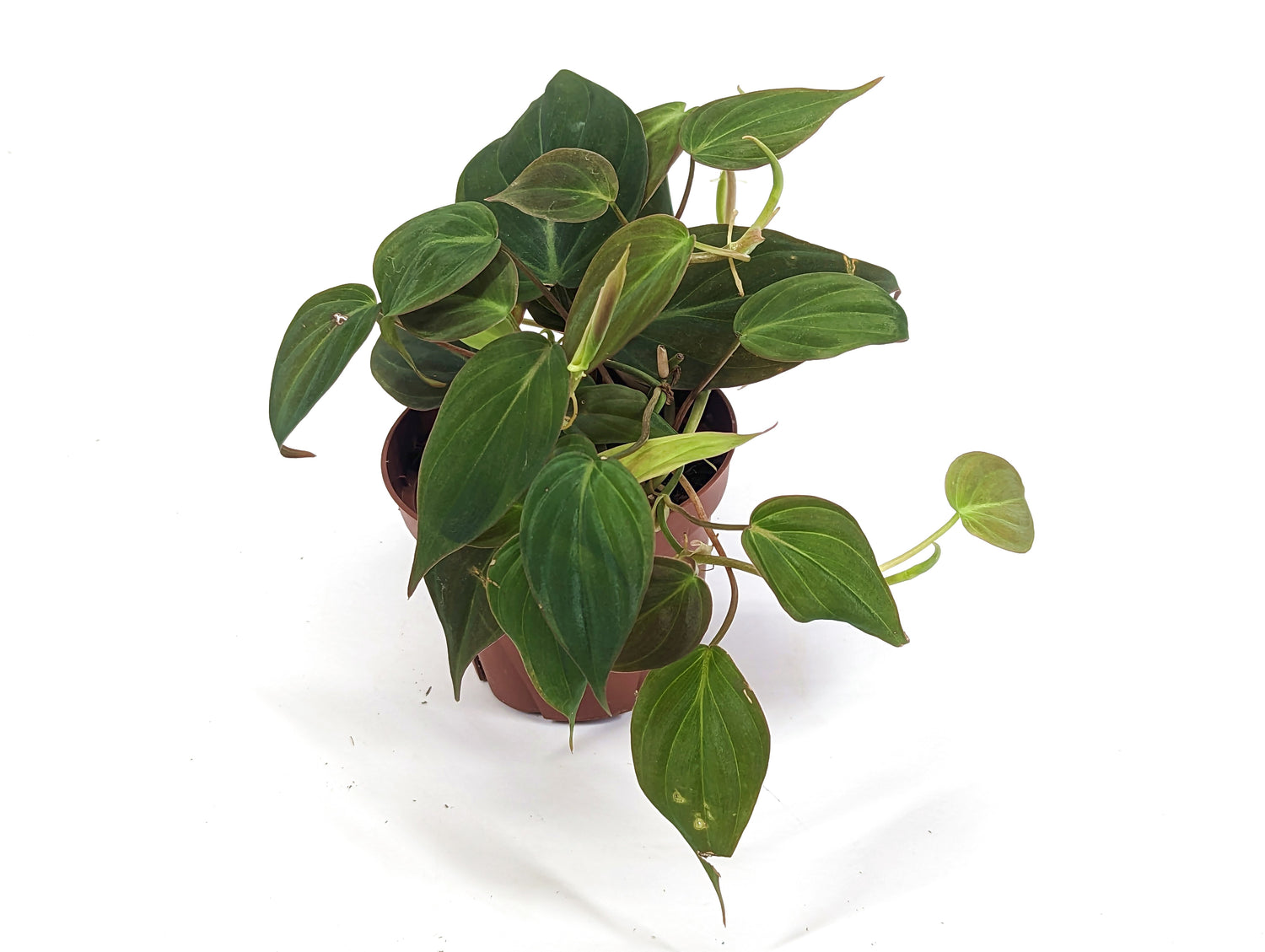 Philodendron Micans