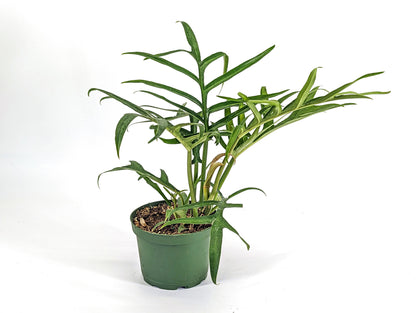 Philodendron Tortum Wide Form